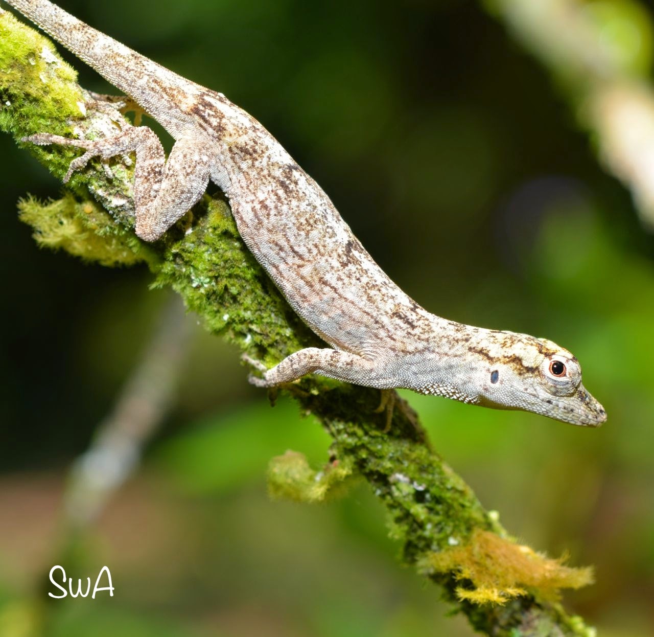 Tropical Biodiversity - Santarém - Pará - Brasil: Lizard