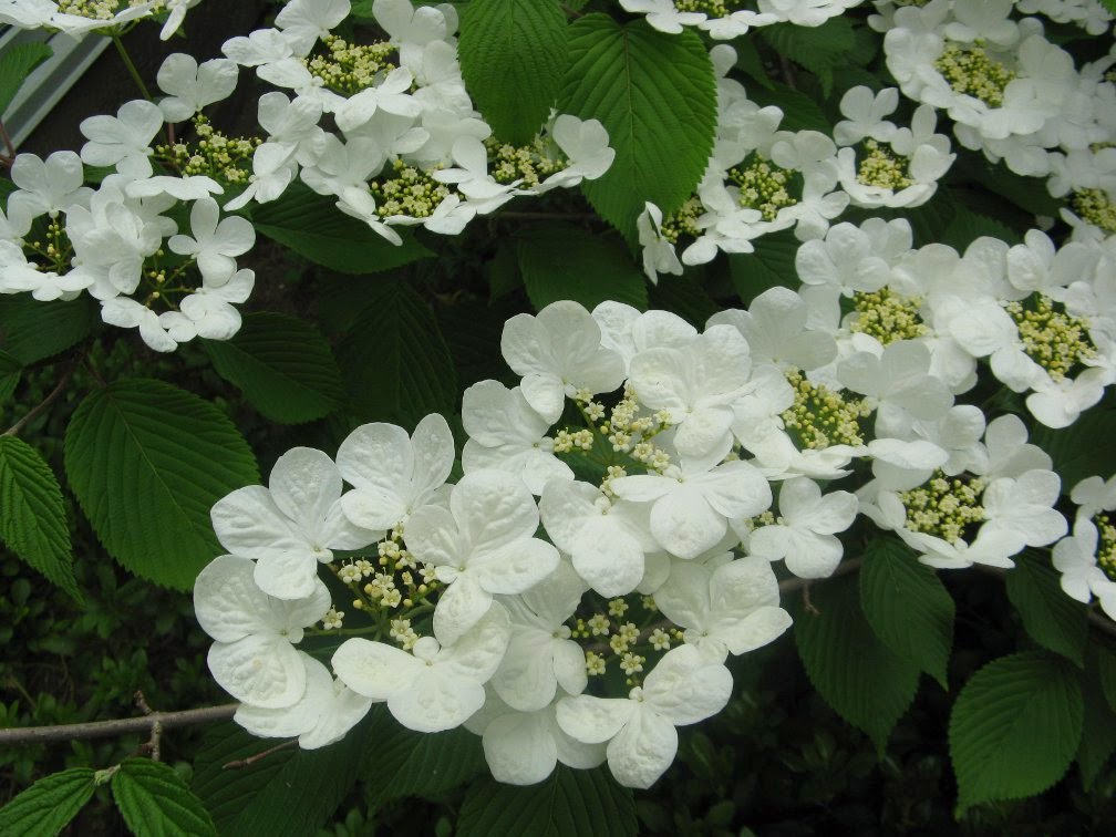Viburnum The Love Of A Shrub In The Winter The Daily Hoe