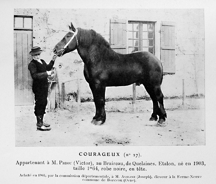 01.1910.%2BStud-Book%2Bmayennais%252C%2B1er%2Bvolume-N%25C2%25B027%2BCourageux%2B%25C2%25A9Rousset.jpg
