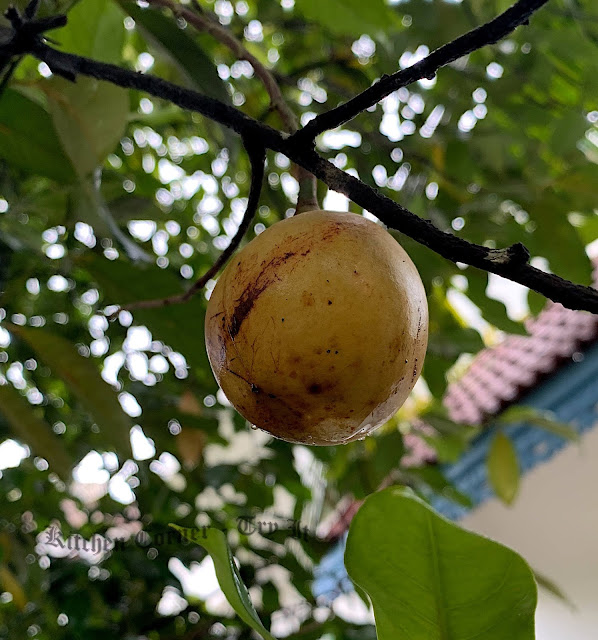 Jathikka Achar/Nutmeg Fruit Pickle