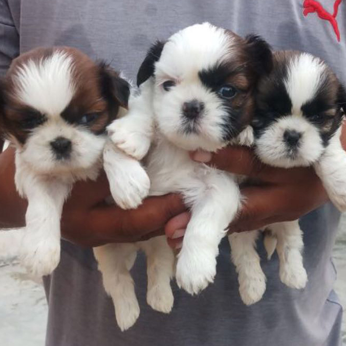 Lhasa Apso puppy in Jalandhar city 9780741013