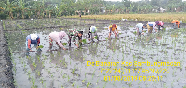 Di Sela – Sela Kesibukannya Babinsa Banaran Turun Sawah Tanam Padi Di Sela – Sela Kesibukannya Babinsa Banaran Turun Sawah Tanam Padi