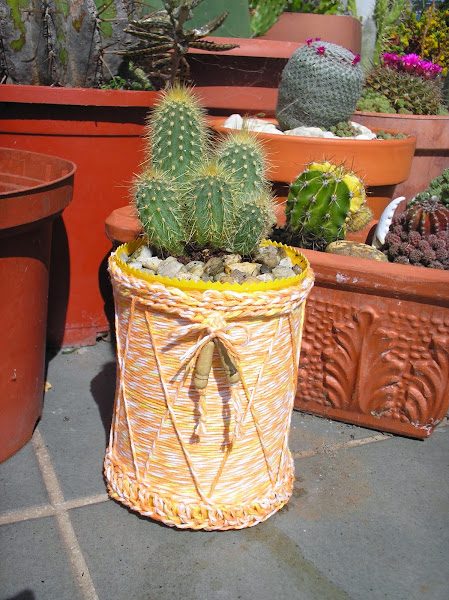 de bote de cacao a maceta para cactus