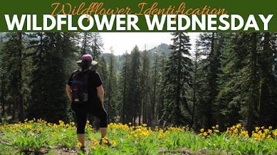 wildflower wednesday