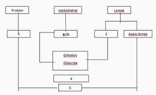 Senyawa kimia yang dihasilkan oleh katabolisme karbohidrat, lemak, dan protein yang selanjutnya mema