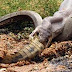 Assustador! Cobra gigante é flagrada engolindo um crocodilo inteiro de uma só vez