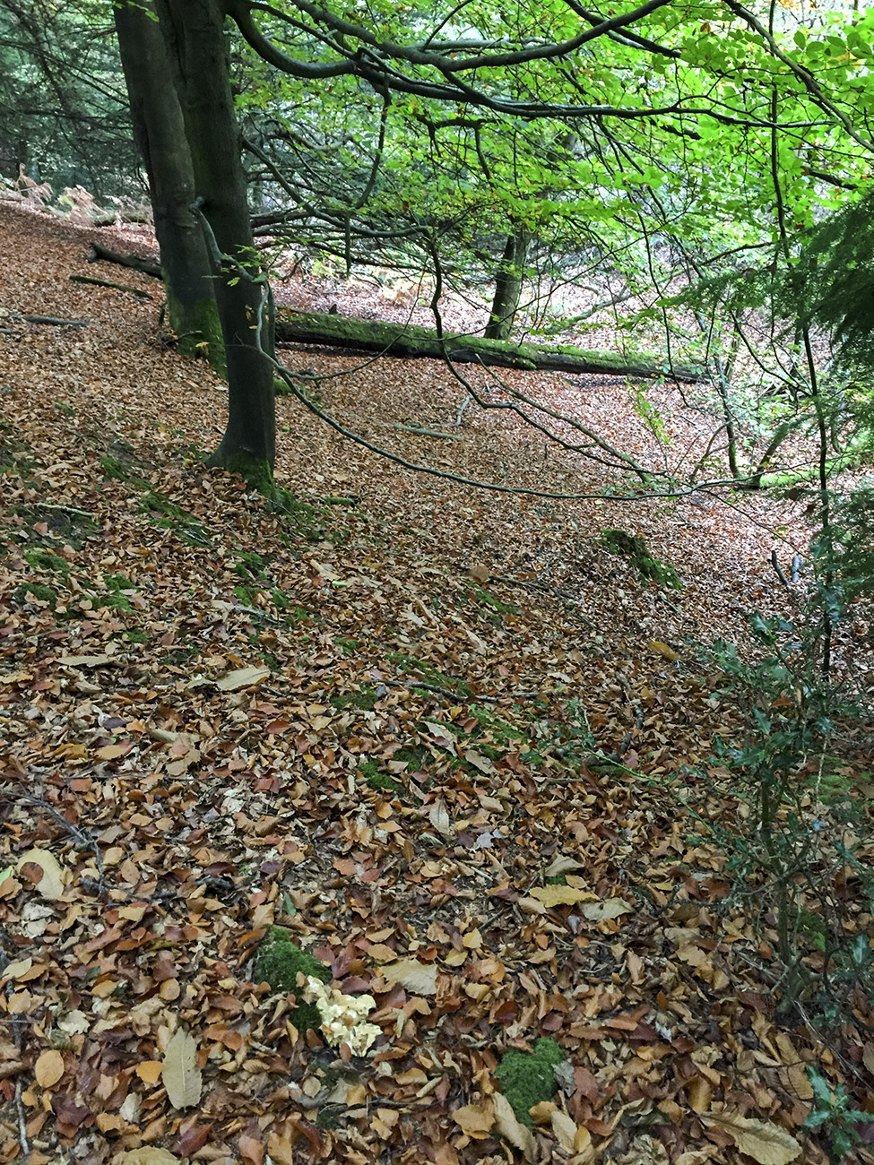 Some Ashdown Fungi Naturally