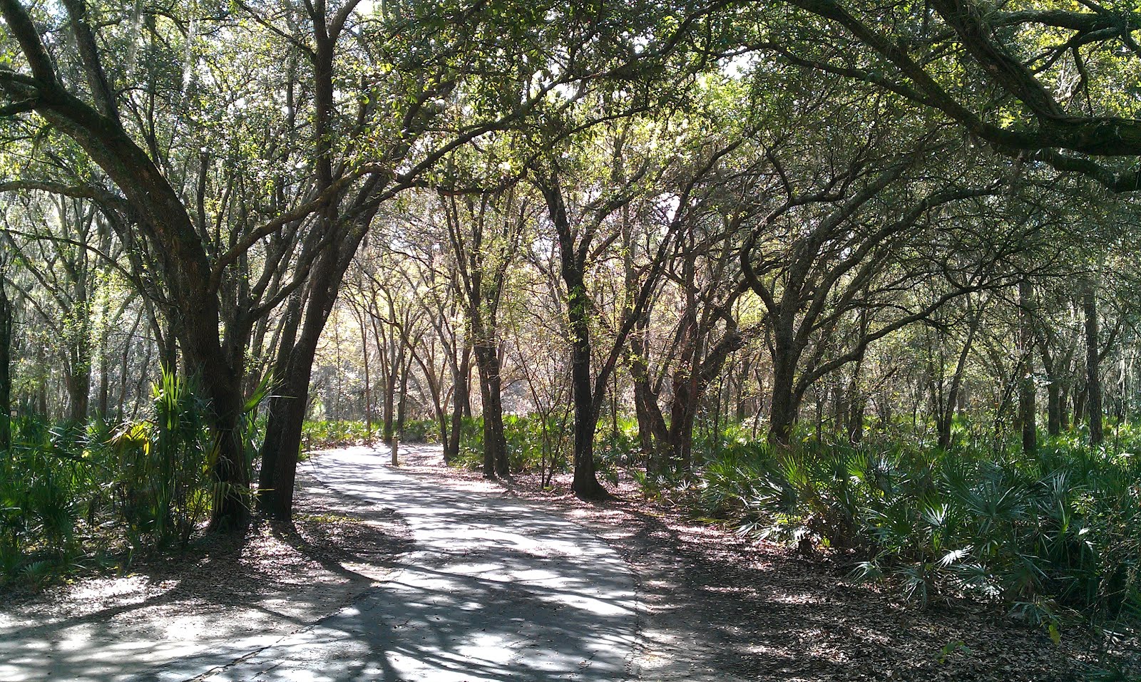 The Tampa Bay Hiker Lettuce Lake