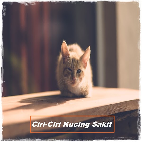 13 Ciri-Ciri Kucing Sakit yang Perlu Anda Ketahui