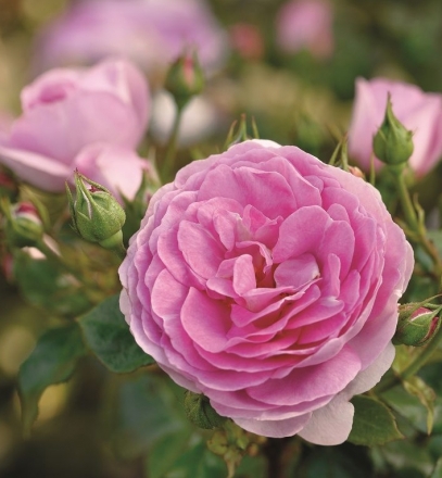 Pabla En Casa Por El Placer De Ver Cosas Lindas Vol 21