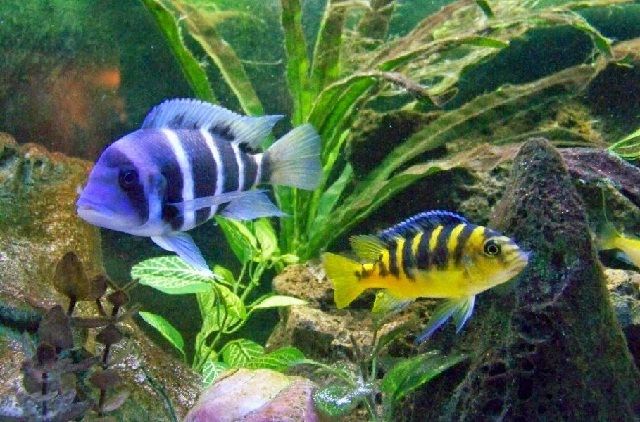  Ikan  Hias  Lemon  Berikut Cara Budidaya dan Merawatnya