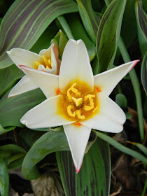 Tulipa kaufmanniana Waterlily tulip Toronto Botanical Garden by garden muses-not another Toronto gardening blog