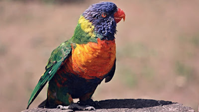 Buying a Parrot Means New Responsibilities