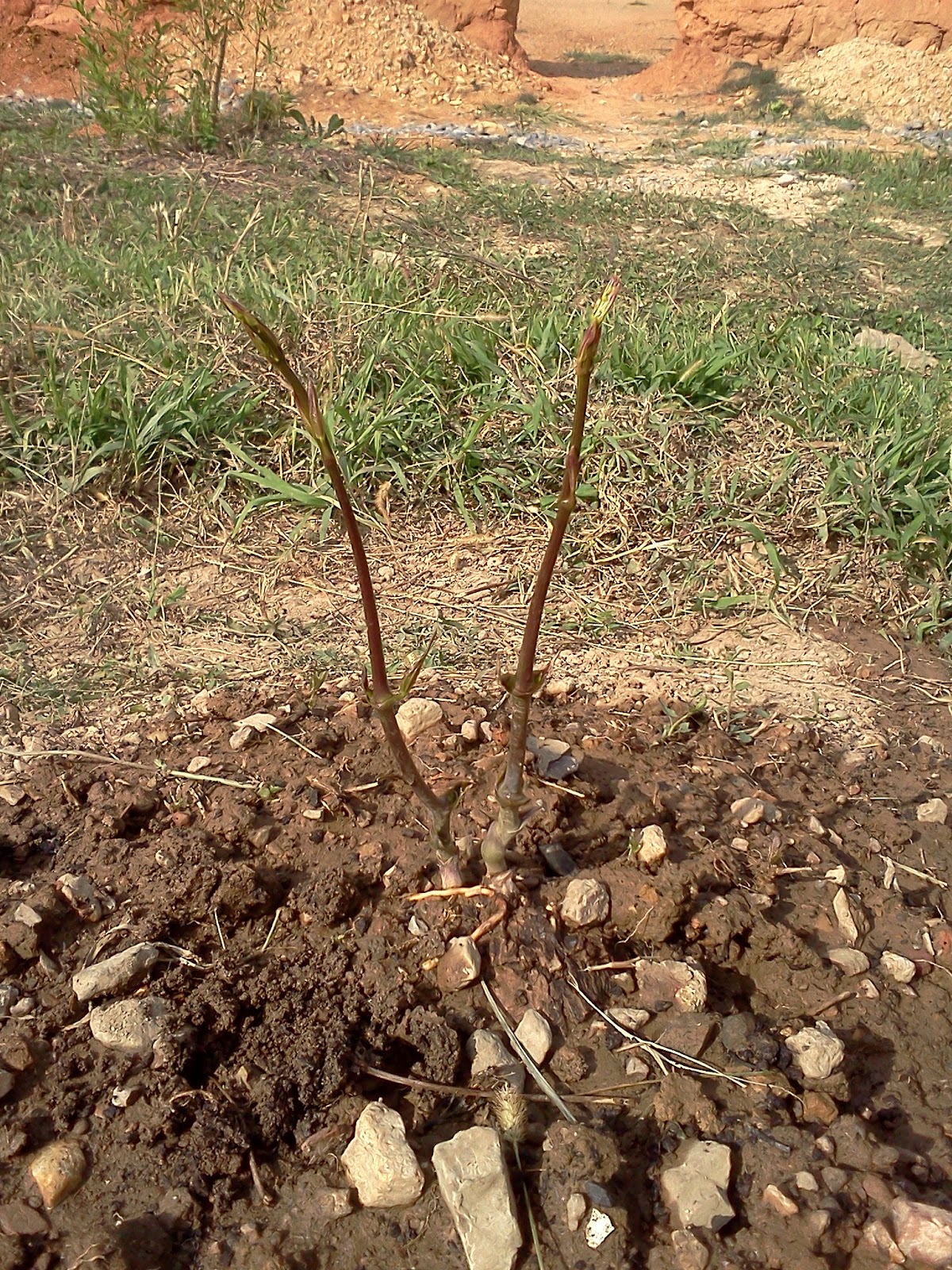 Frontier Culture Museum of Virginia Announcing Yam Day!