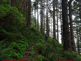 Oregon Coast Old growth forest