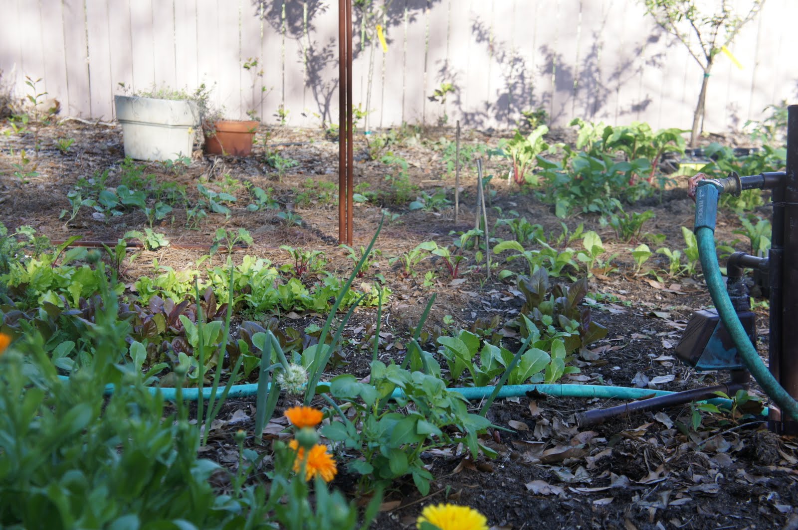 Gardening in Central Florida Early spring garden...