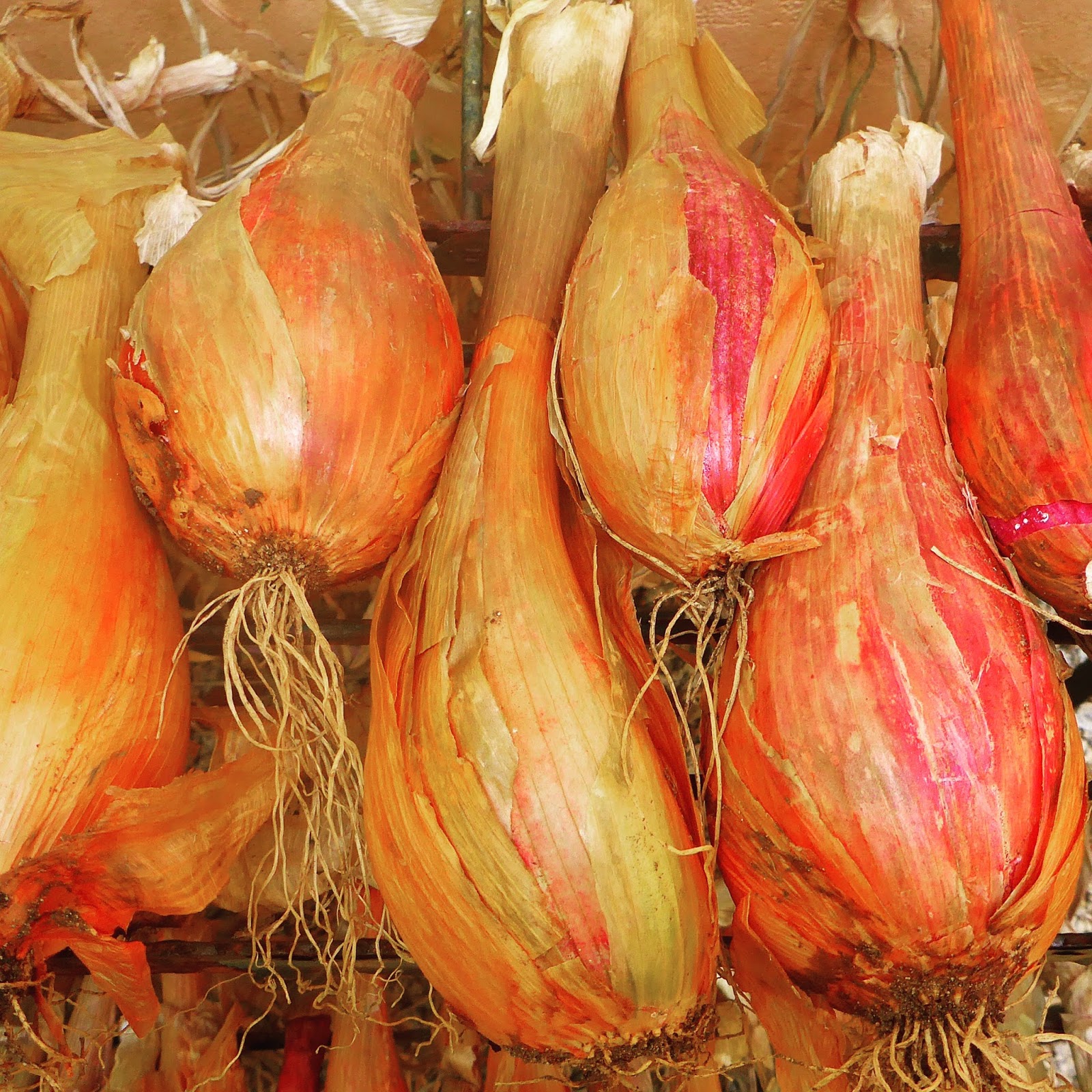 From Seed To Table Variety Spotlight Zebrune Shallot
