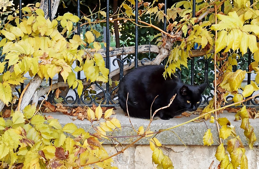 zaragoza otoño fotografía gato