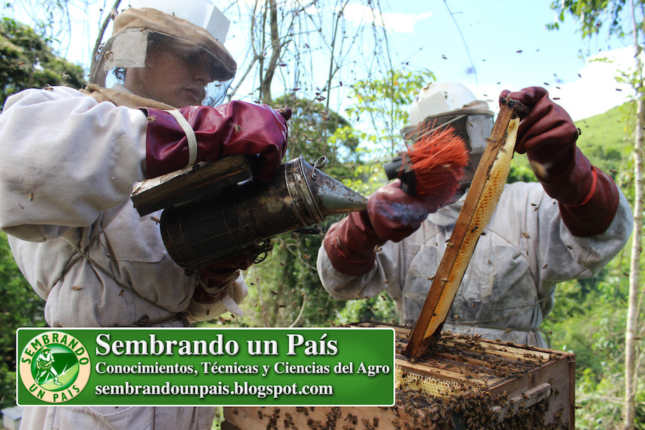 apicultores cosechando miel