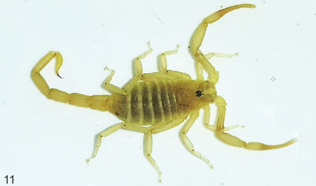 The Scorpion Files Newsblog A New Species Of The Rare Genus Birulatus From Jordan