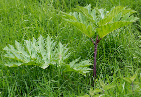 Giant Hogweed, Heracleum mantegazzianum.  Near Leigh on 19 May 2012.