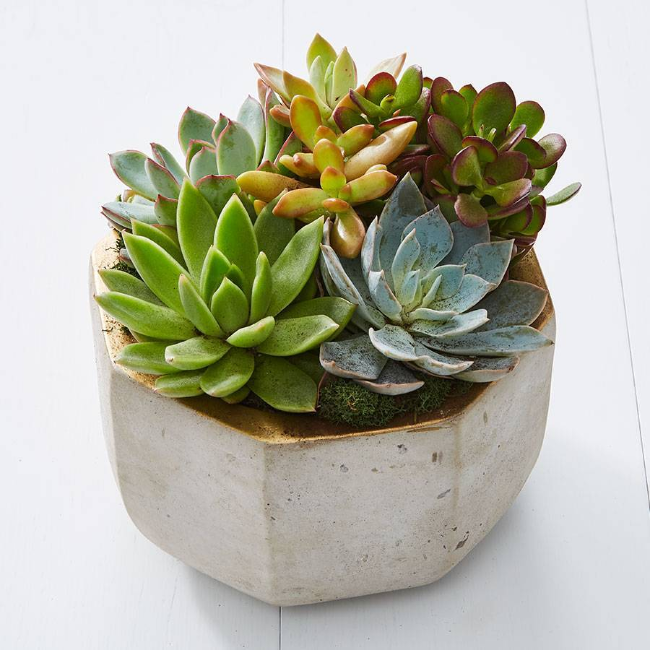 Mother's Day Gift Guide Of Unique Ideas That Wow - Succulent Garden