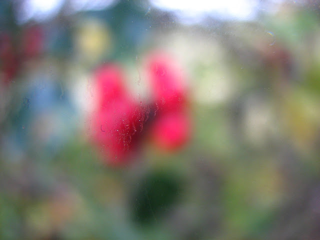 blurred-tree-image