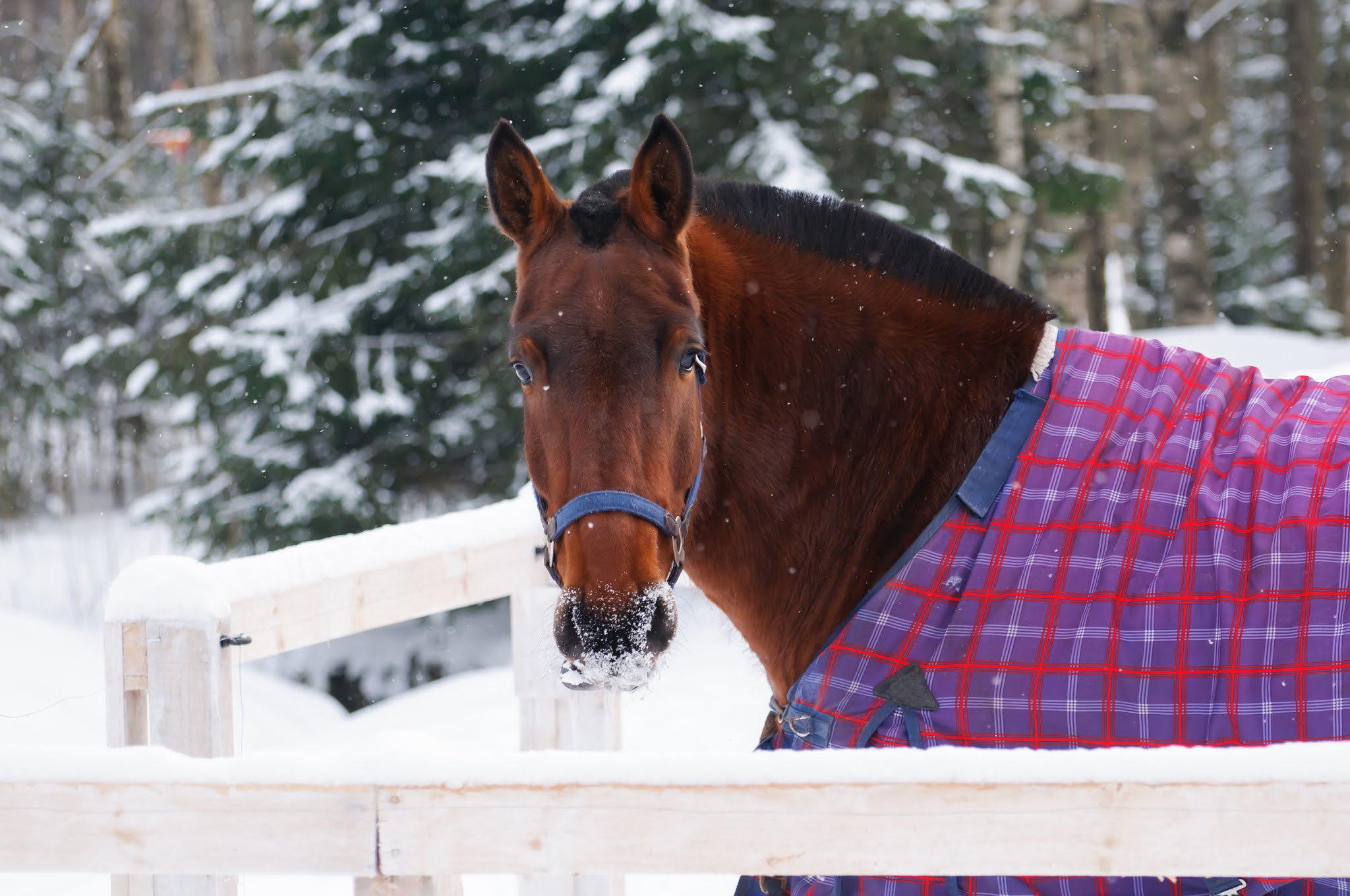 Equine Science Update Blankets and food intake