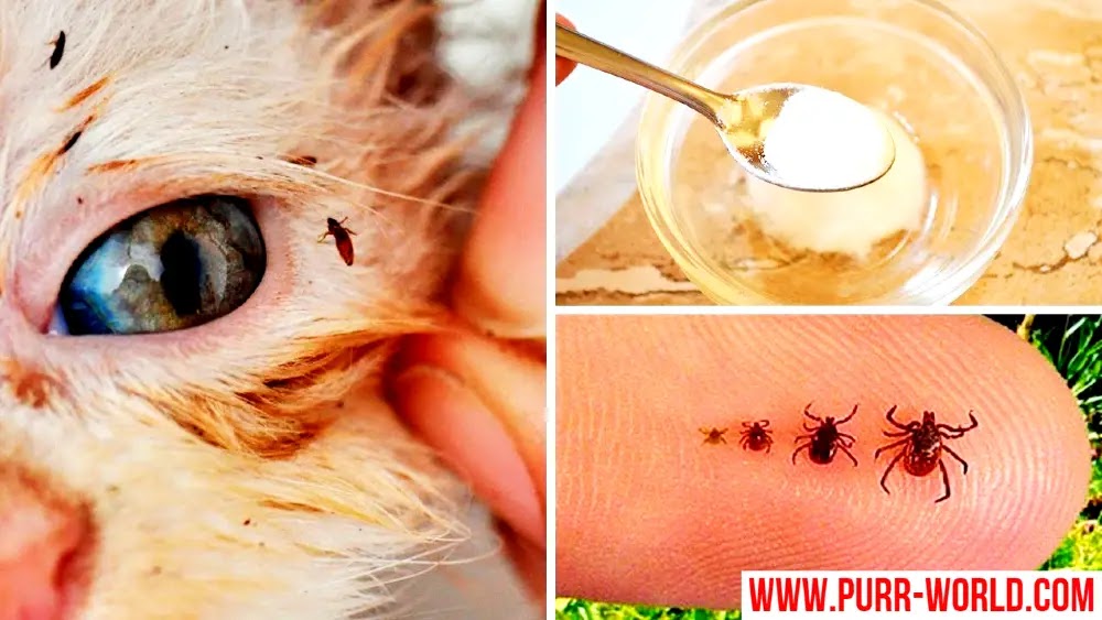 براغيث القطط و طرق التخلص و الوقاية منها