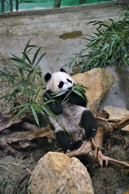 Cute  Baby Panda