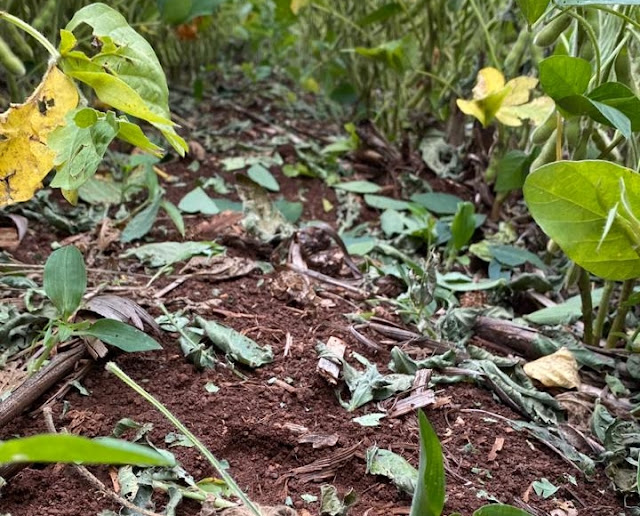 Granizo espalha destruição em mais de 400 hectares de soja em Nova Tebas