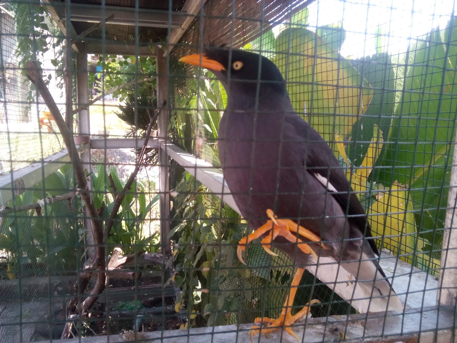 25+ Harga sangkar burung jalak kebo terupdate