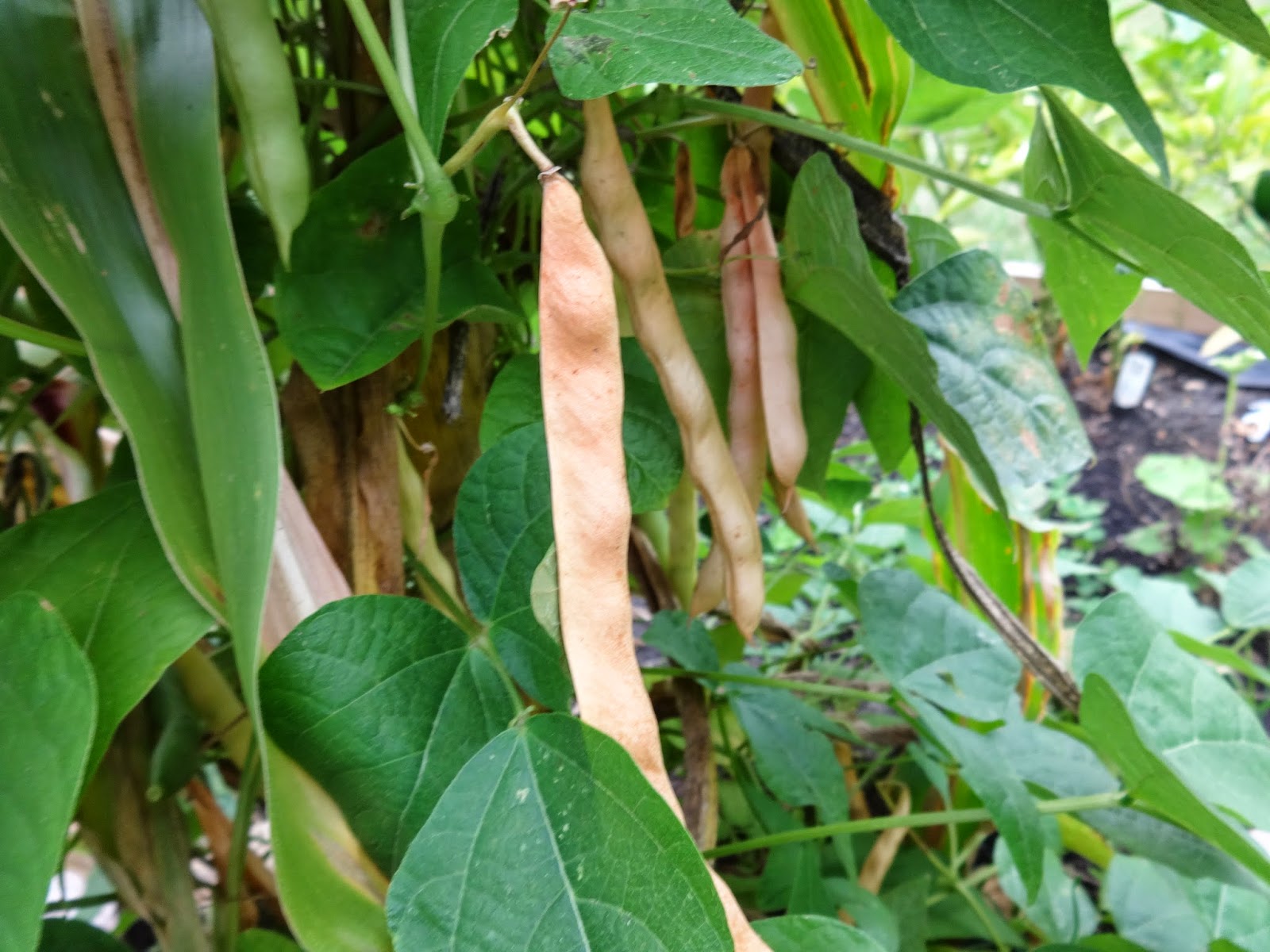The Perennial Agriculturalist from beans to seed pods