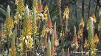 Aloe vanbalenii flowers - Koko Crater Botanical Garden, Oahu, HI