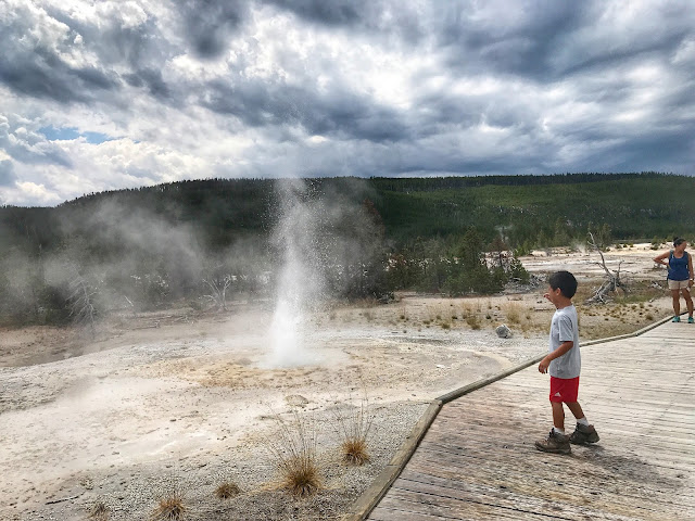 Vixen Geyser at Yellowstone National Park Norris Geyser Basin