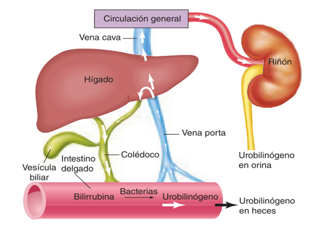 Hígado funciones y lobulillo hepático BLOG DE FISIOLOGÍA BASICA Hígado funciones y lobulillo hepático BLOG DE FISIOLOGÍA BASICA