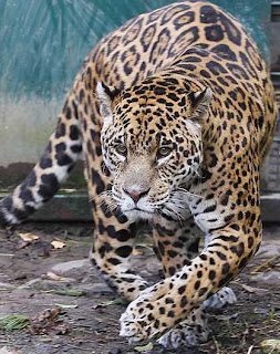 White jaguar tribe