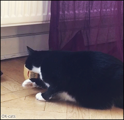 Weird Cat GIF • Cat tries to swim in his bowl of water haha. “Are you mad?” Weird Cat GIF • Cat tries to swim in his bowl of water haha. “Are you mad?”