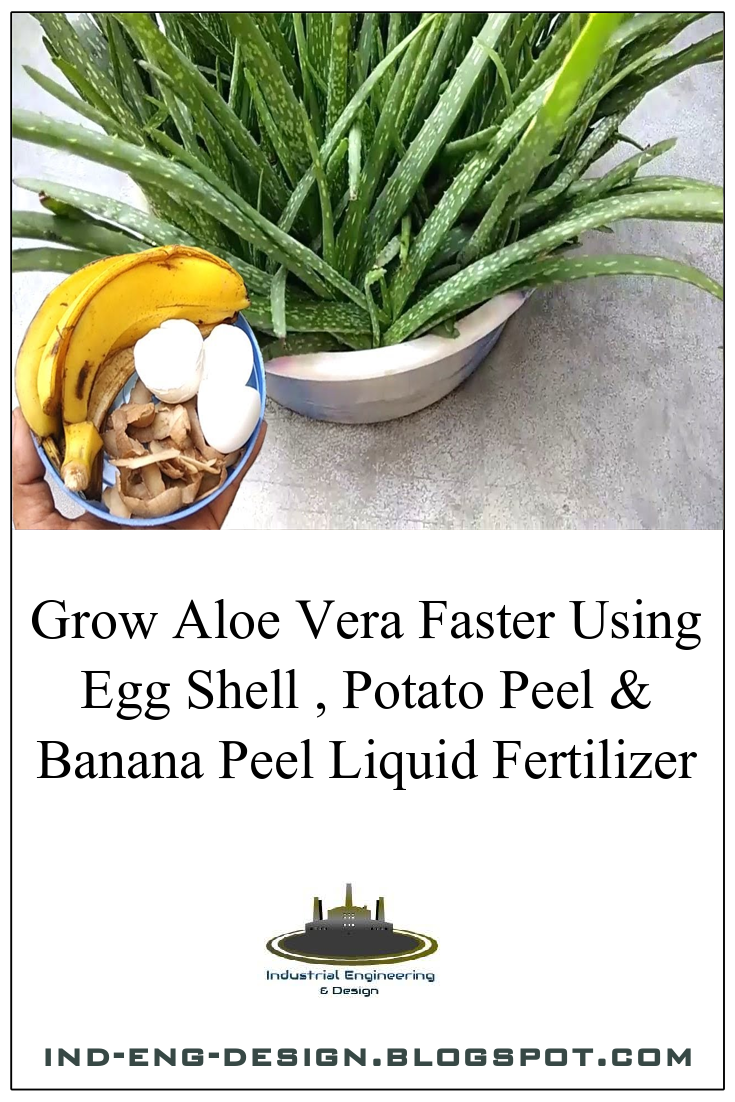 Grow Aloe Vera Faster Ysing Egg Shell , Potato Peel & Banana Peel