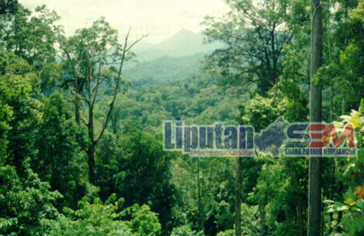 HUTAN NEGARA, HUTAN HAK DAN HUTAN ADAT - Liputan Sbm