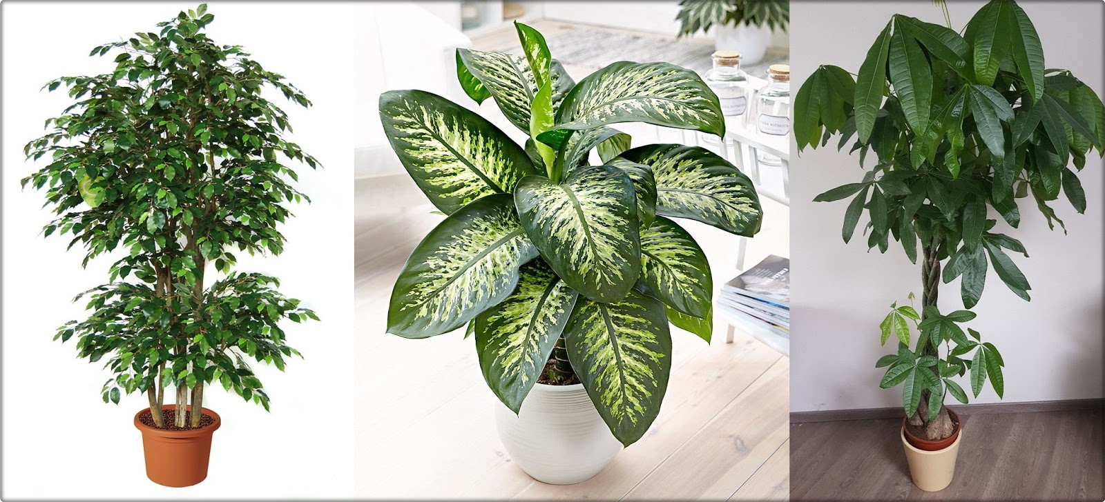 12 Beautiful Trees You Can Grow Indoors