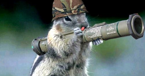 Funny+Squirrel+With+Rocket+Launcher