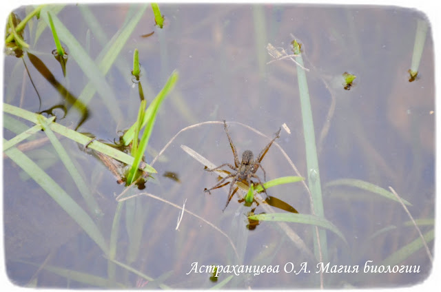 экскурсия на пруд, паук на воде,Большой сплавной паук (Dolomedes plantarius)