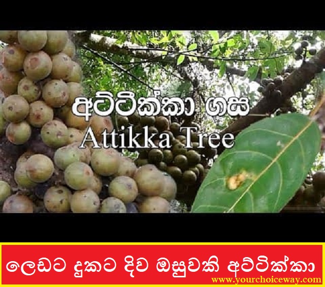 ලෙඩට දුකට දිව ඔසුවකි අට්ටික්කා (Attikka) - Your Choice Way