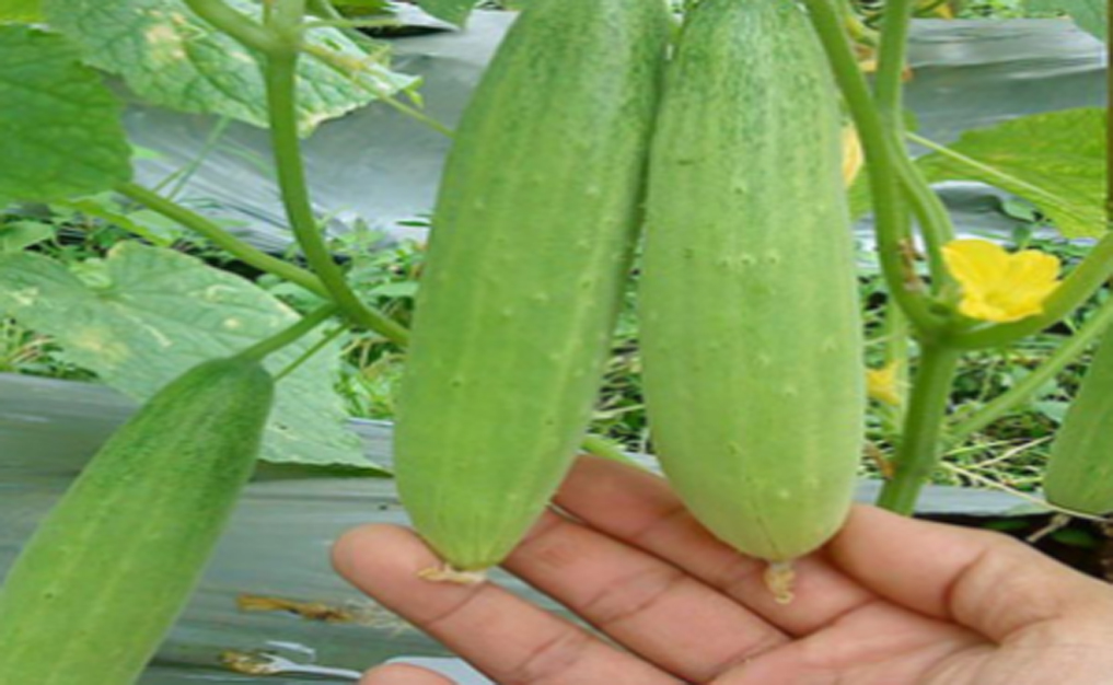 Cara Sukses Budidaya Mentimun - Garda Remaja