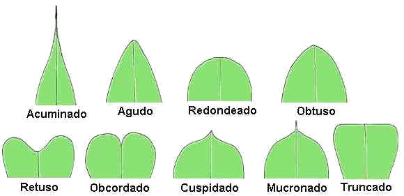 hojas-de-arboles