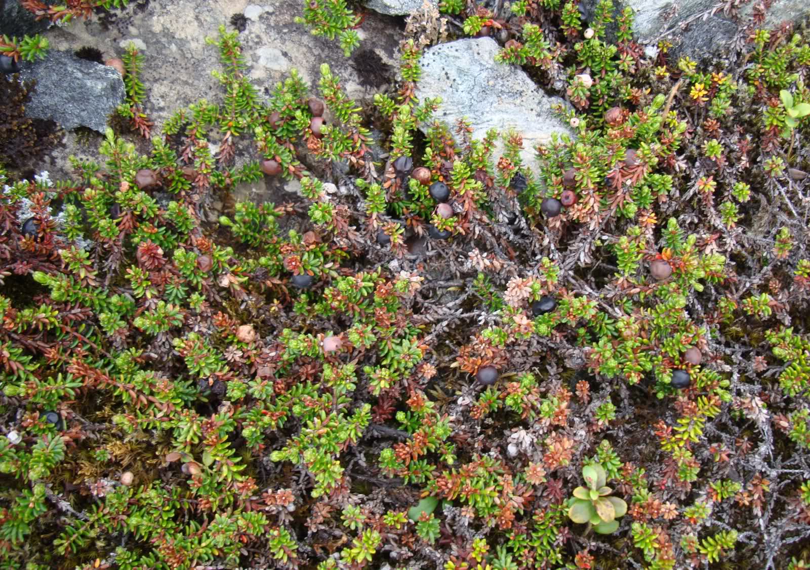 Top 10 Amazing Plants in the World Top Ten World