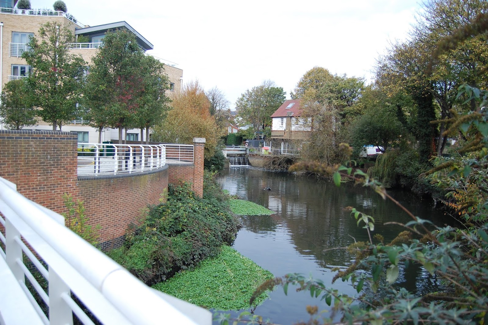Plecopics. Brentford, Grand Union Canal Walk.