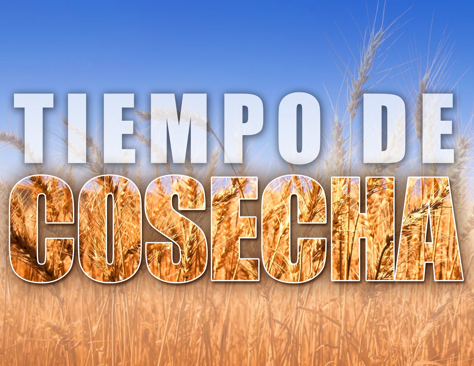 Tiempo de cosecha Tiempo de cosecha