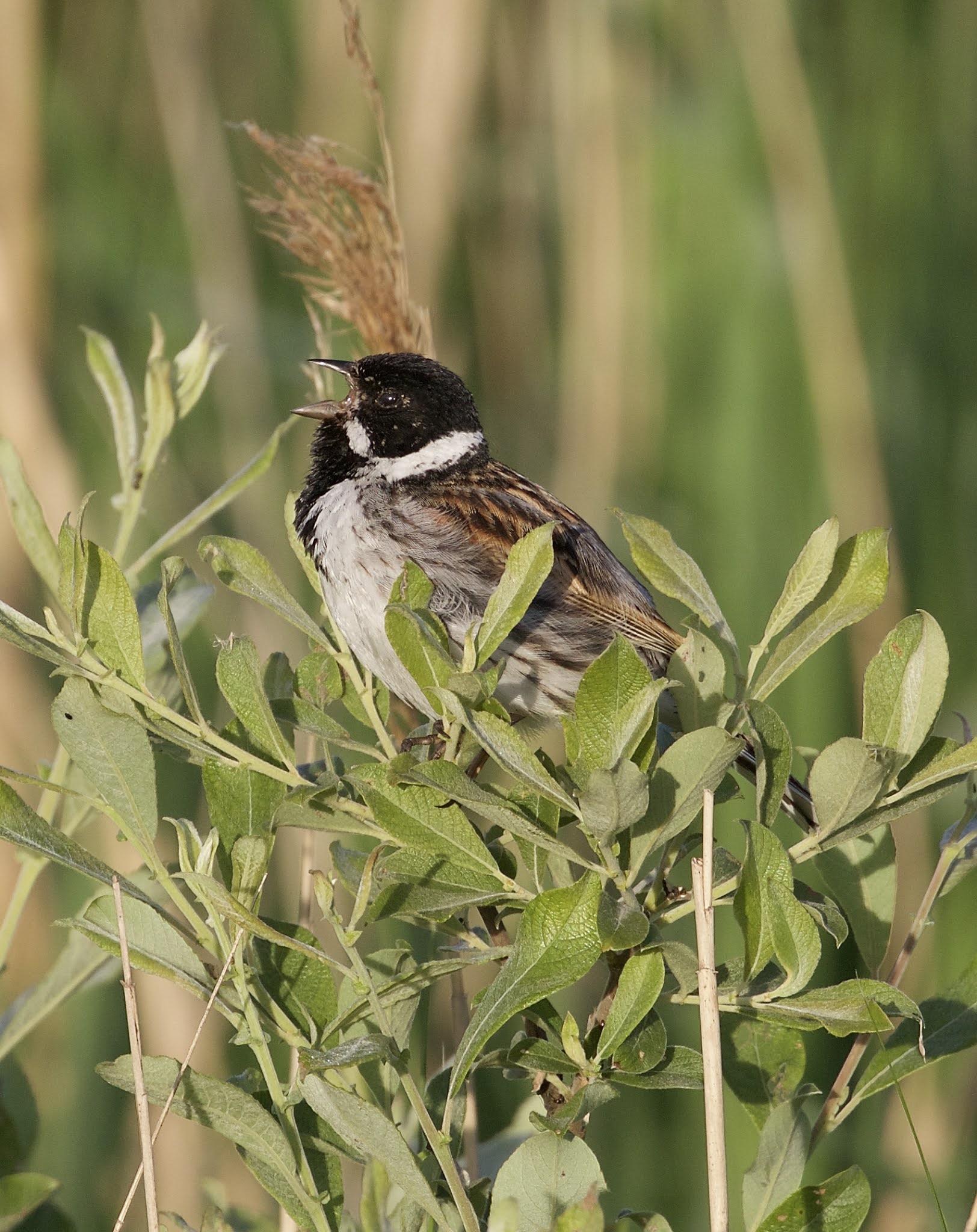 swillington ings dawn before work
